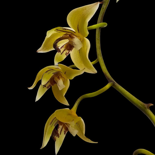 Oncidium Rare - Exotic Orchid Gram Stapeliflorum x Thecorpus Main
