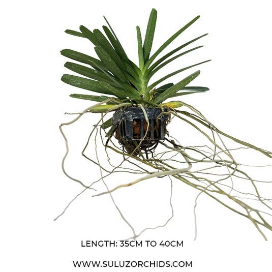 Asco Ampullaceum (AMPULLA) Rare Exotic Orchid