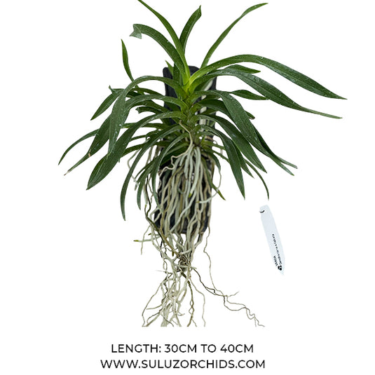 Vanda Dendroniana x Vanda Falcata Rare Exotic Orchid