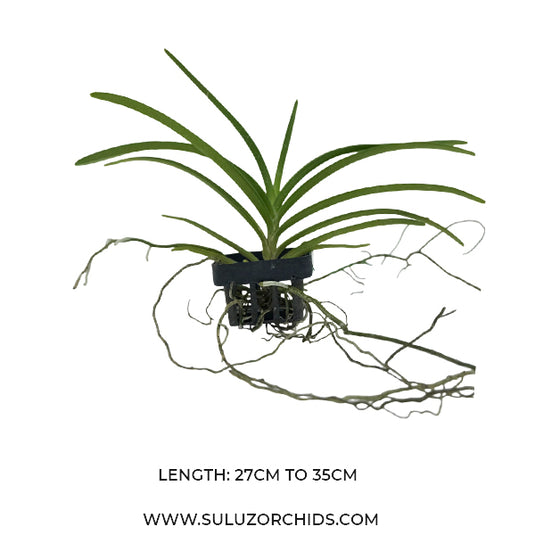 Vanda Lamellata x Van Mem Tianchai Rare Exotic Orchid