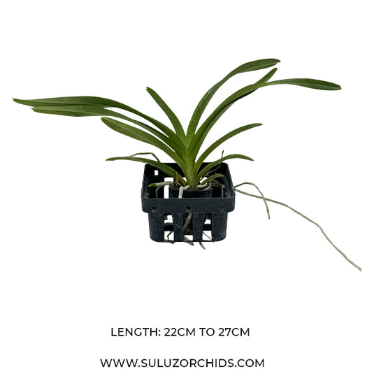 Vanda Tricolor Rare Exotic Orchid