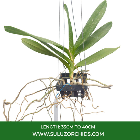 Renanthera Orchid Plant Azimah x Rhy.gigantea Mature