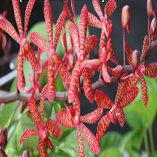 Renanthera Orchid Plant Azimah x Storiei Mature