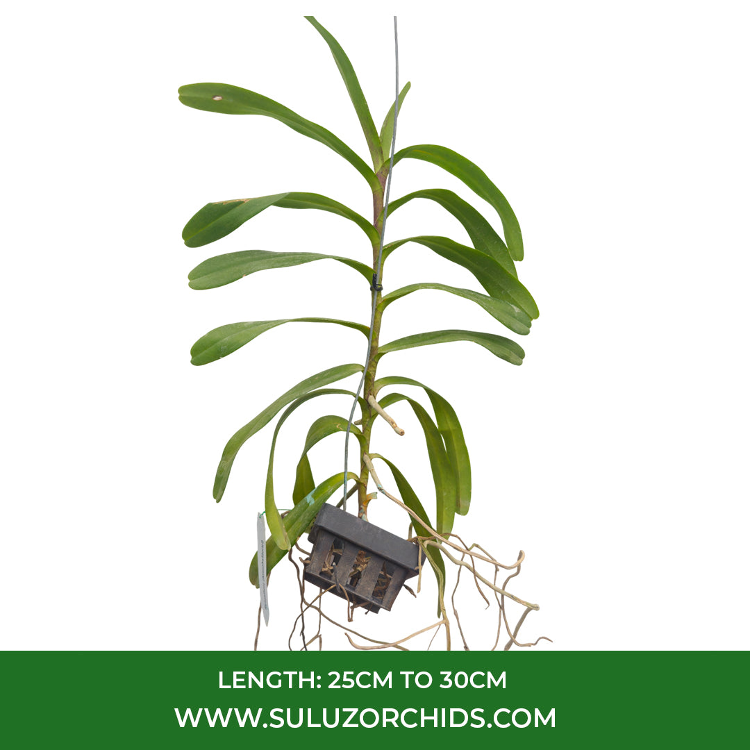 Renanthera Orchid Plant Azimah x Storiei Mature