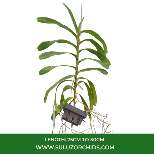 Renanthera Orchid Plant Azimah x Storiei Mature