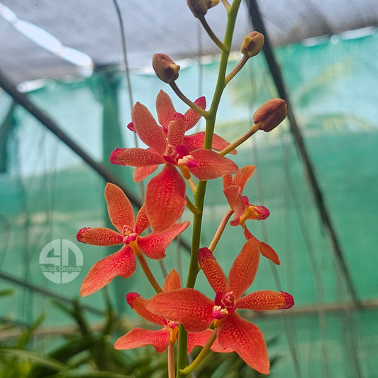 Renanthera Orchid Plant Suwannaphum Blazing Scarlet (Sunrise x Imschootiana) Mature