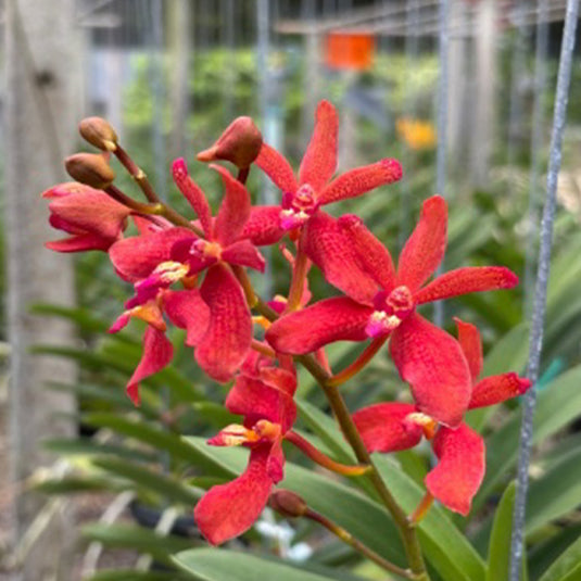 Renanthera Orchid Plant Suwannaphum Blazing Scarlet (Sunrise x Imschootiana) Mature