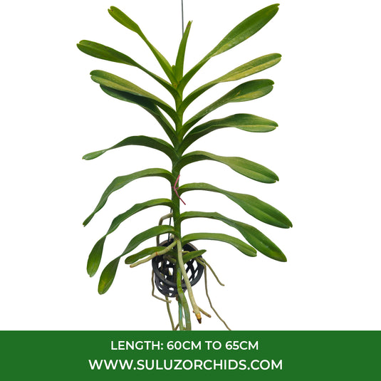 Renanthera Orchid Plant Zachary Phoon Jun Ze Mature