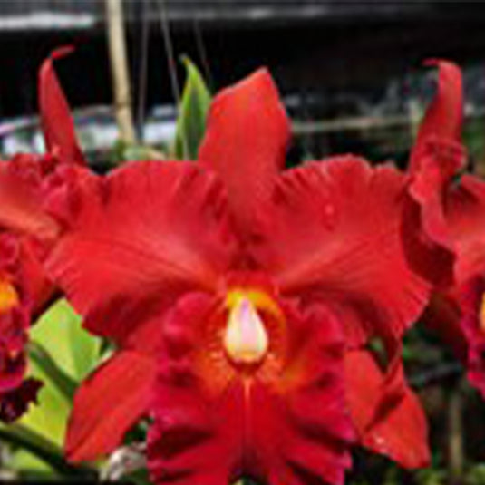 Cattleya Orchid Plant Rlc.Nakonchaisri Red Seedling