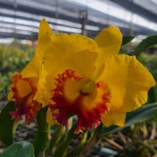 Cattleya Orchid Plant Rlc.Thongsuphan 'Yellow Red Lip'' Seedling