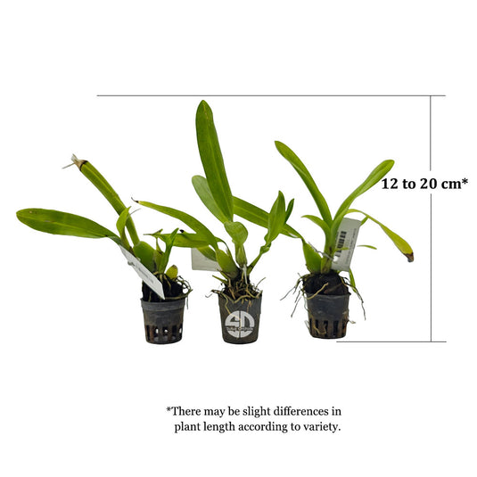 Oncidium Orchid Plant Brs Eternal Winds Seedling