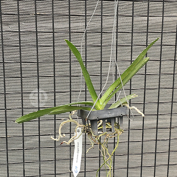 Renanthera Orchid Plant Azimah Bangkok Flame #2 Mature