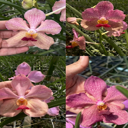 Terete vanda JVB x Vanda Kulvadee Fragrance pink flower