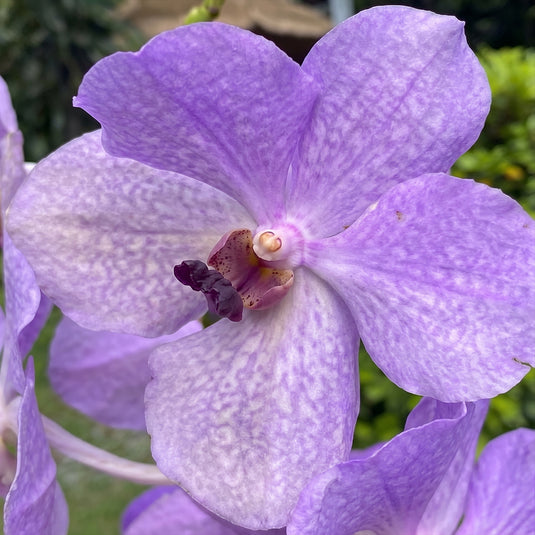 Terete vanda  V.Merv L.Velthuis x Vanaf Hybrid purple flower
