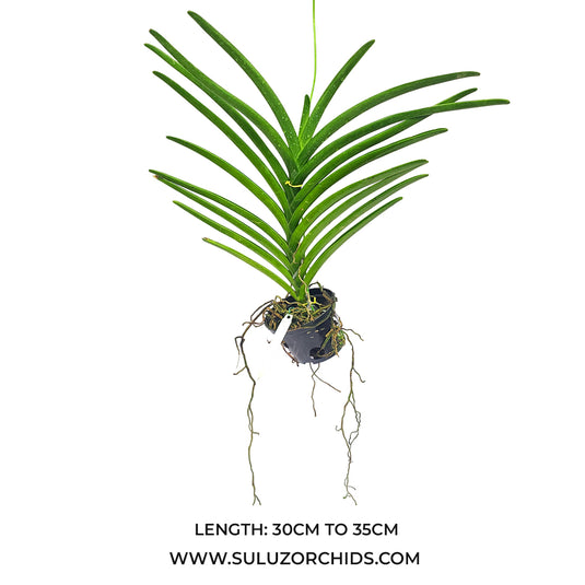Terete Vanda Orchid mature plant