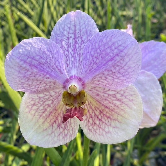 Terete vanda V.Merv L.Velthuis x V.Dr.Anek purple flower