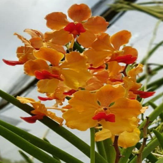 Terete vanda Orange Red Lip (Quarter Terete) orange flower