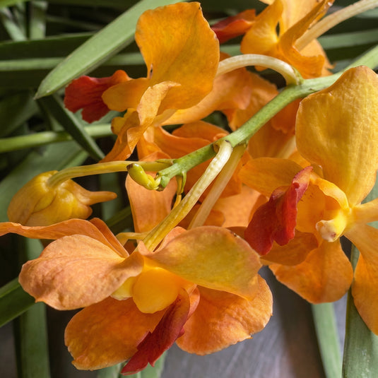 Terete vanda Papilonanda Jiad Gold yellow flower