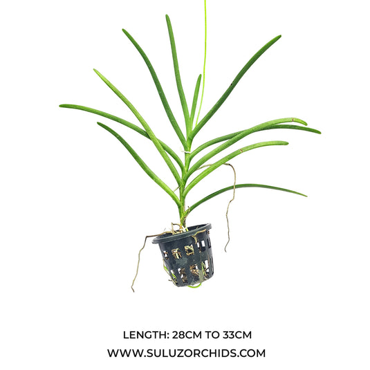 Terete Vanda Orchid mature plant