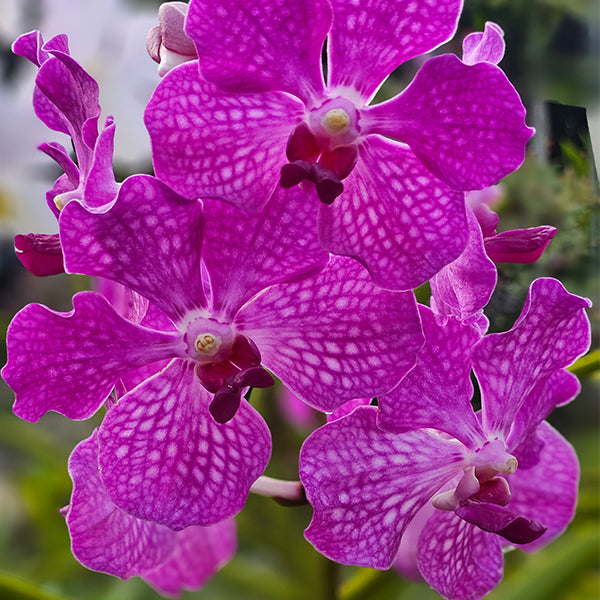 Terete Vanda