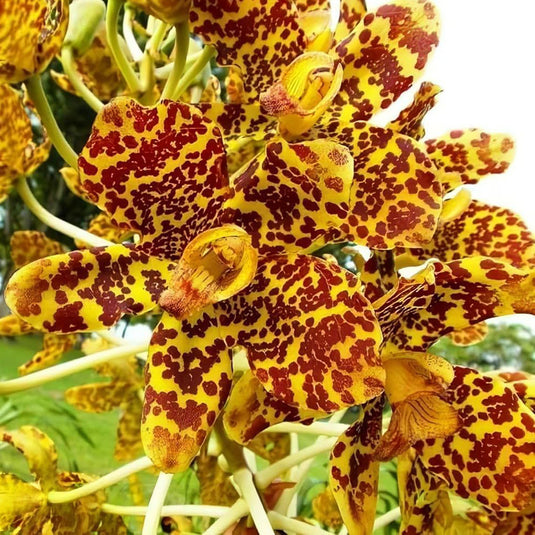 Grammatophyllum Orchid Speciosum - Tiger Orchid Rare Exotic Plant