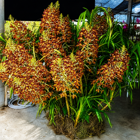 Grammatophyllum Orchid Speciosum - Tiger Orchid Rare Exotic Plant