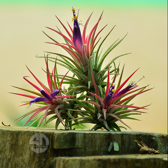 Tillandsia Red Air Plant