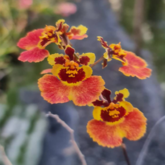 Tolumnia Orchid Flyer 'Red.Yellow'