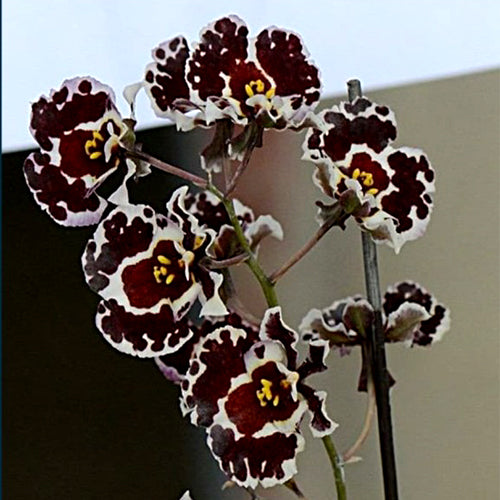 Magistral yolda yalangoch qizlarning fotosuratlari Xotinimning tola mushuki bor