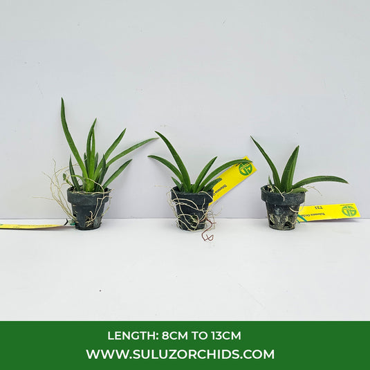 Tolumnia Orchid Yellow / Brown #1