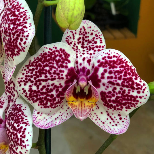 Phalaenopsis Orchid Tropic Ocelot Seedling Size
