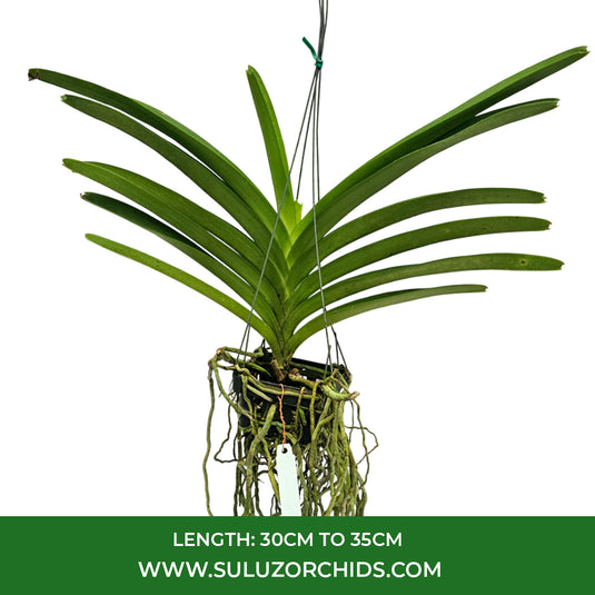 Vanda Orchid V.Adisak Hapiness Mature - Ready To Flower