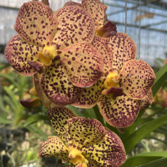 Vanda Orchid V.(Chaopraya x Kulvadee ) #28 Mature - Ready To Flower