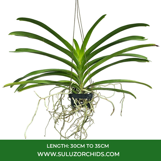 Vanda Orchid V.(Chaopraya x Kulvadee ) #28 Mature - Ready To Flower