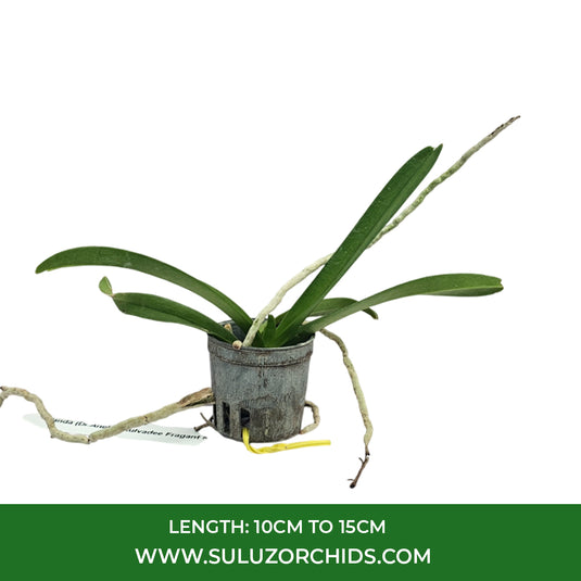 Vanda Orchid Plant -  V.(Dr.Anek x Kulvadee Fragant Red) Seedling