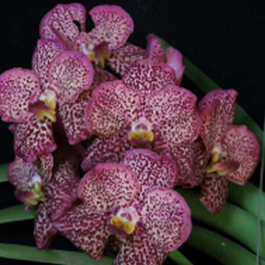 Vanda Orchid Plant -  V.(Dr.Anek x Kulvadee Fragant Red) Seedling