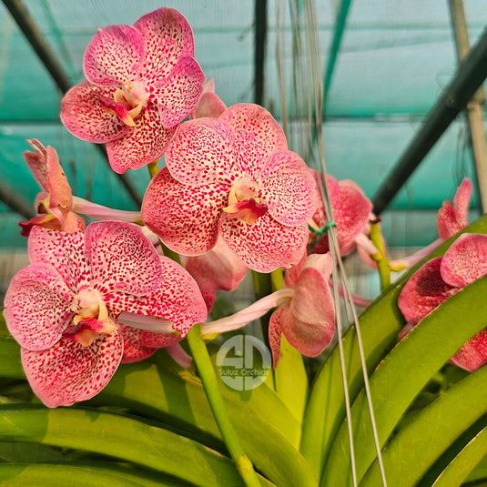 Vanda Orchid peach spotted flower in full bloom
