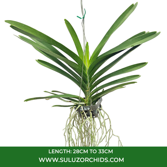 Vanda Orchid Fuchs Harvest Moon x Dhong Chai Pulaswat #440 mature plant with long strap-like green leaves ready to flower