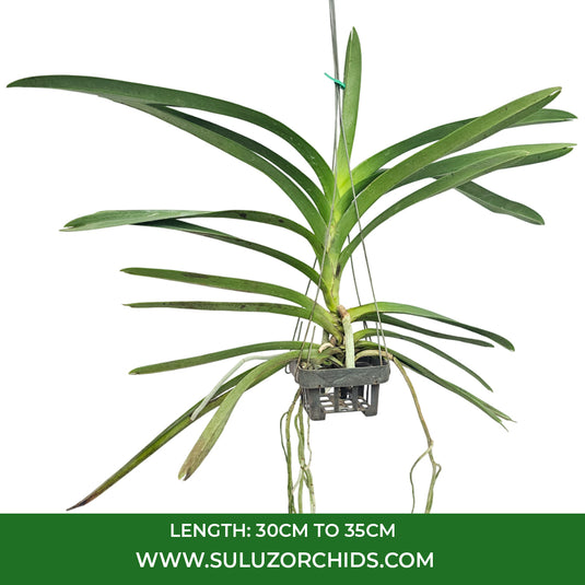 Vanda Orchid Fuchs Harvest Moon x Dhong Chai Pulaswat #616 mature plant with long strap-like green leaves ready to flower