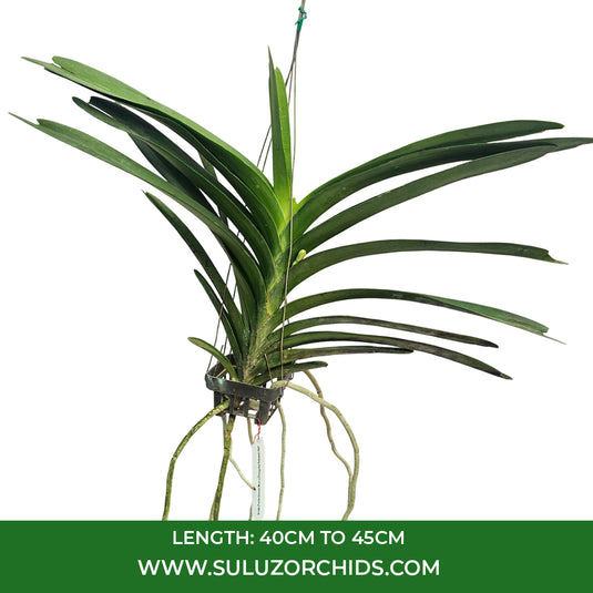 Vanda Orchid Fuchs Harvest Moon x Dhongchai Pulsawat #441 mature plant with long strap-like green leaves ready to flower