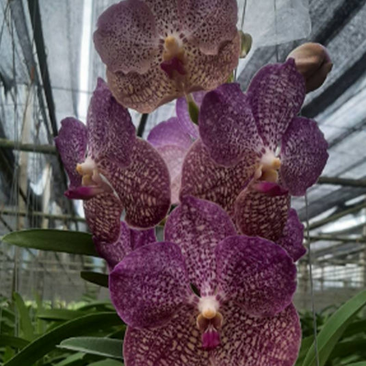 Vanda Orchid V.(Gordon Dillion x Bangyikhan Red) Mature - Ready To Flower