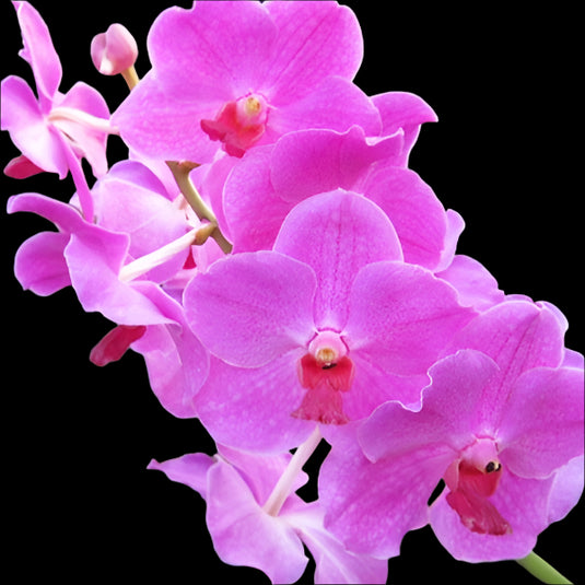 Terete Vanda Orchid Vanda JVB x Bitz's Hearthrop Mature Ready To Flower