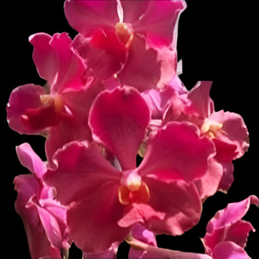 Terete Vanda Orchid JVB x Dr.Anek Mature Ready To Flower