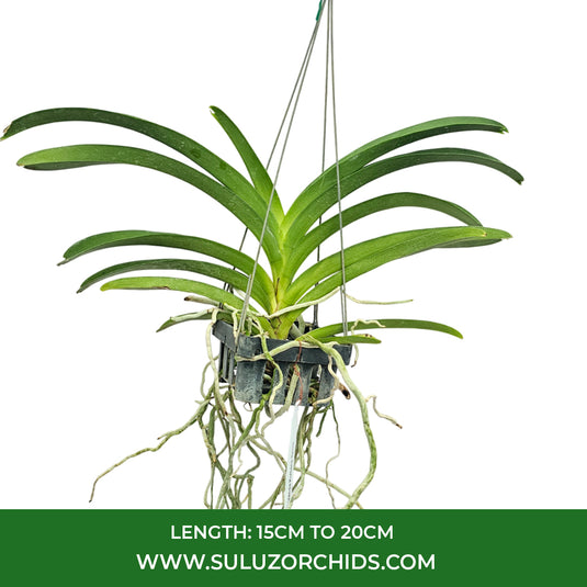 Vanda Orchid V.Kultana Sport Mature - Ready To Flower