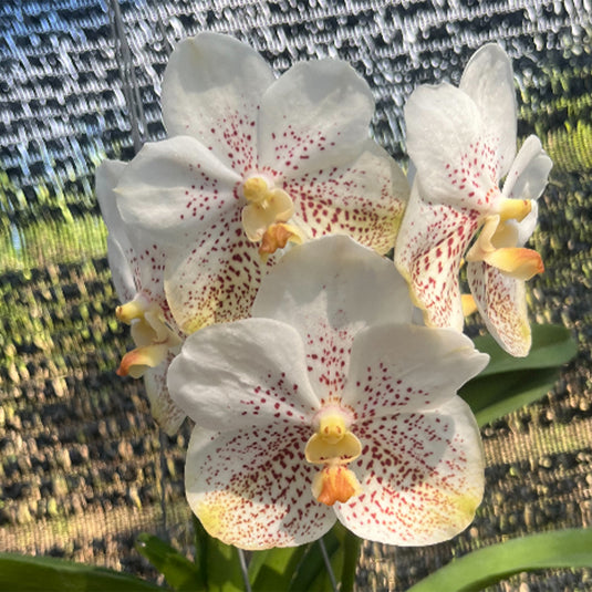 Vanda Orchid V.Kultana Sport Mature - Ready To Flower