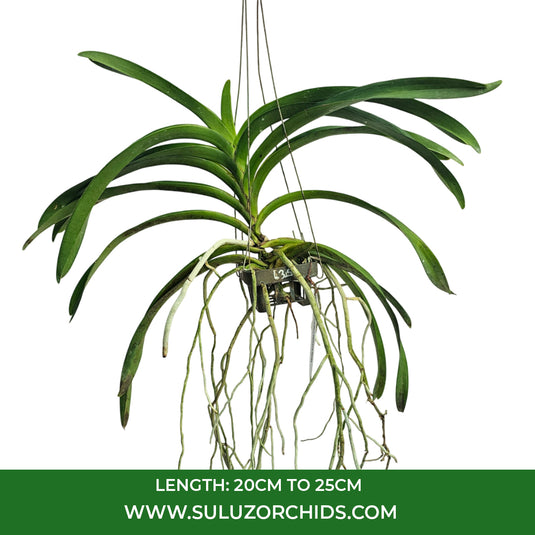 Vanda Orchid V.Kulvadee Fragrant # 635 Mature - Ready To Flower