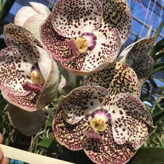 Vanda Orchid V.Kulvadee Fragrant # 635 Mature - Ready To Flower