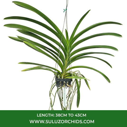 Vanda Orchid V.Kulvadee Fragrant x( Kaseam Delight x Dr.Anek) Mature - Ready To Flower