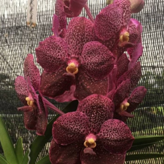 Vanda Orchid V.Kulvadee Fragrant x( Kaseam Delight x Dr.Anek) Mature - Ready To Flower