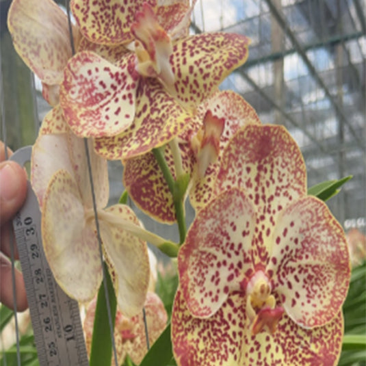 Vanda Orchid V.(Kulvadee Fragrant x Tawan Ruby) Mature - Ready To Flower
